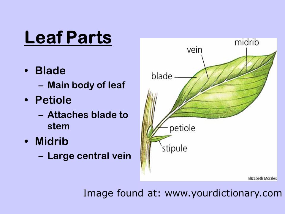 Leaf Parts Blade Petiole Midrib Main body of leaf