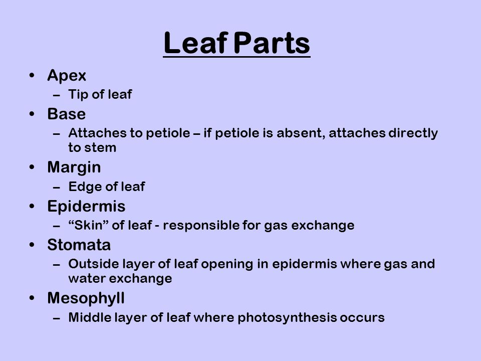 Leaf Parts Apex Base Margin Epidermis Stomata Mesophyll Tip of leaf