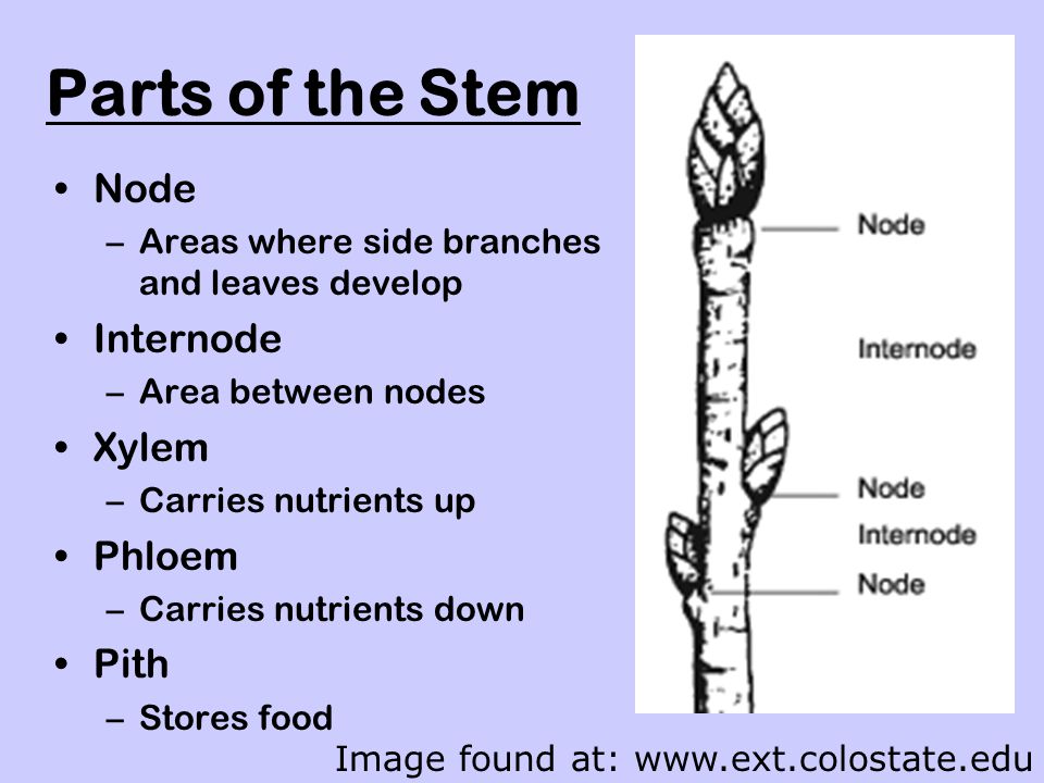 Parts of the Stem Node Internode Xylem Phloem Pith