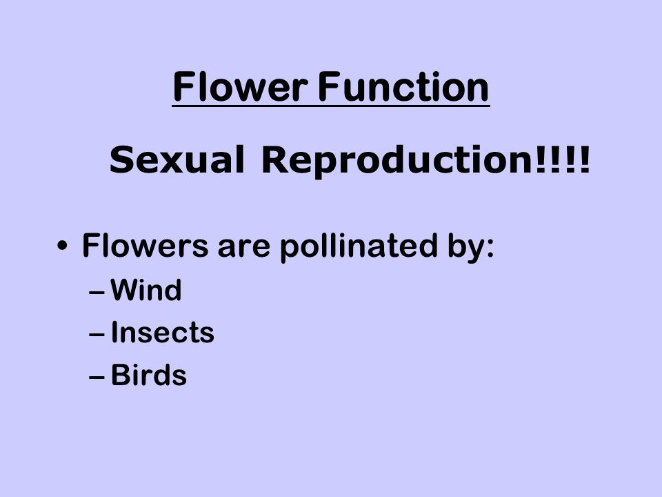 Flower Function Sexual Reproduction!!!! Flowers are pollinated by:
