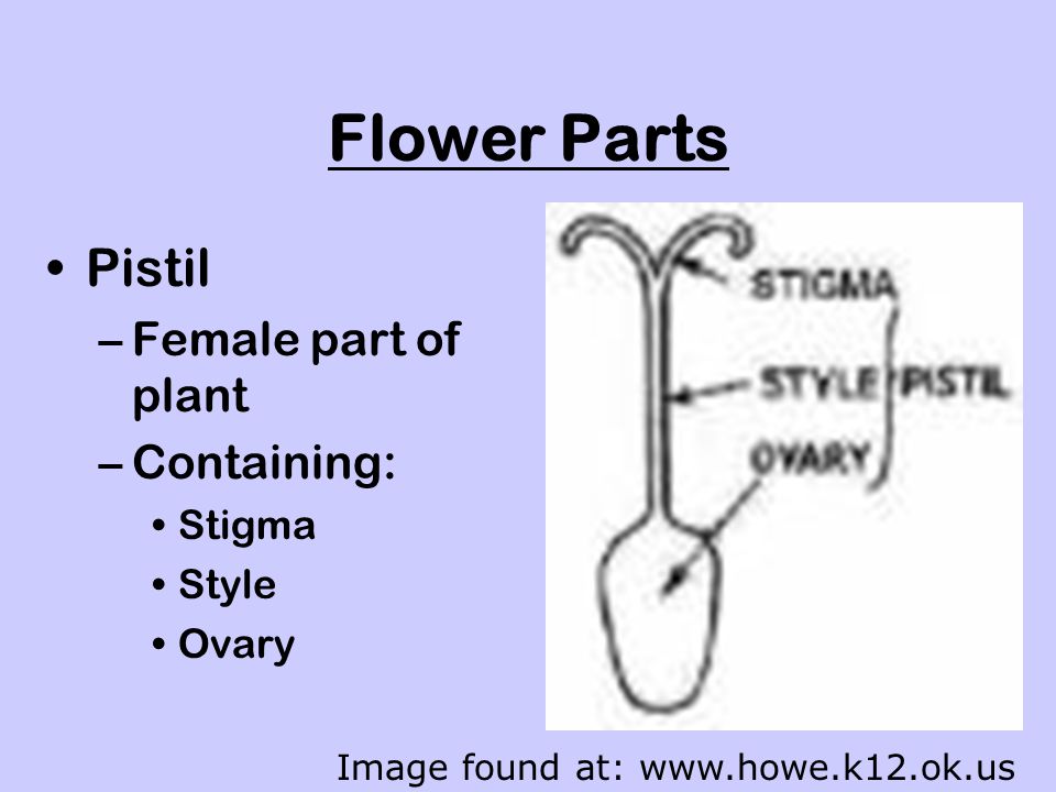 Flower Parts Pistil Female part of plant Containing: Stigma Style
