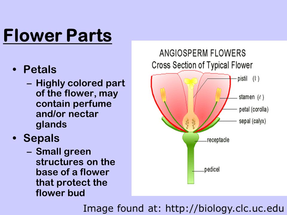 Flower Parts Petals Sepals