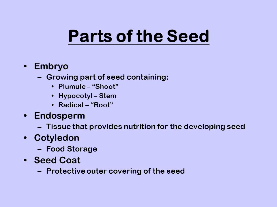 Parts of the Seed Embryo Endosperm Cotyledon Seed Coat