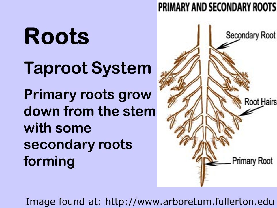 Roots Taproot System. Primary roots grow down from the stem with some secondary roots forming.