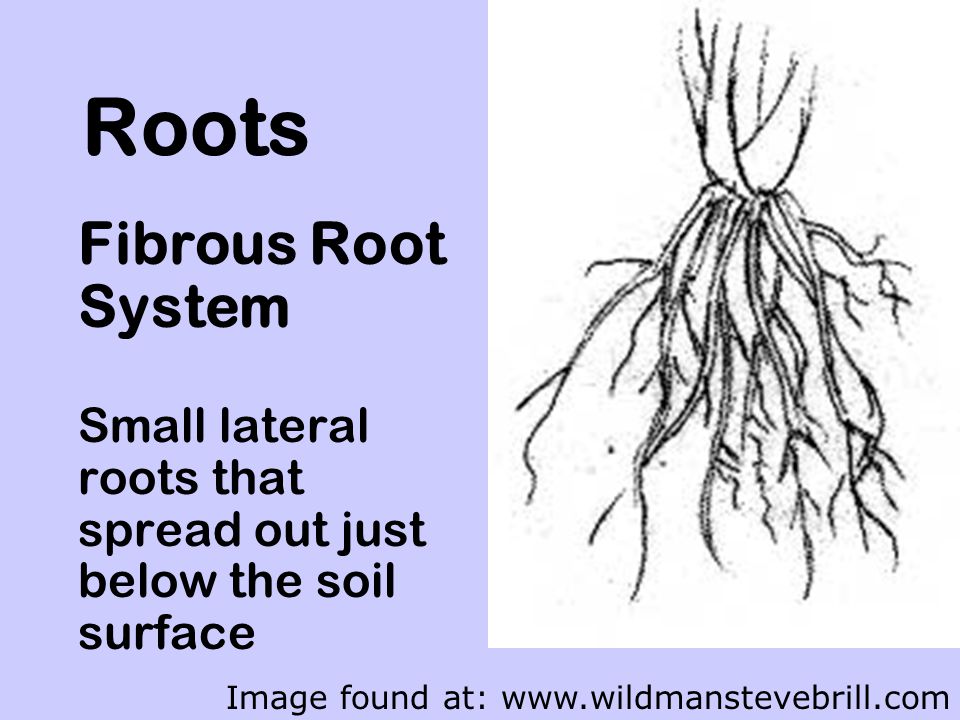 Roots Fibrous Root System