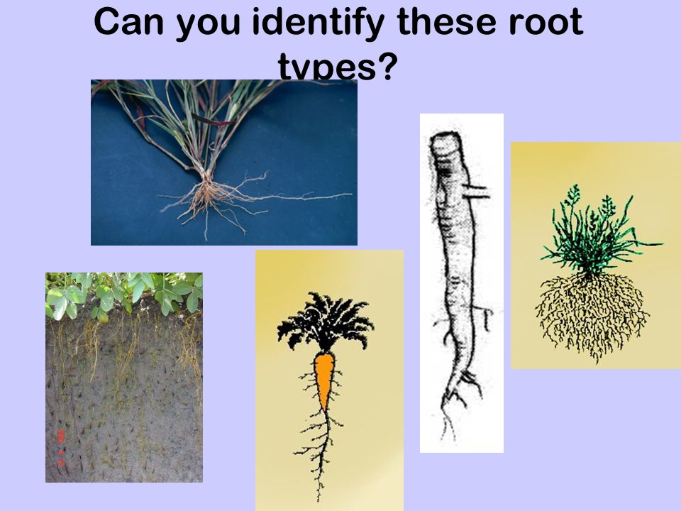 Can you identify these root types