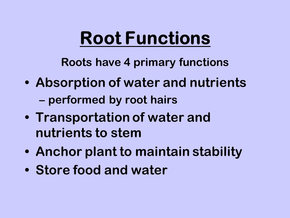 Roots have 4 primary functions