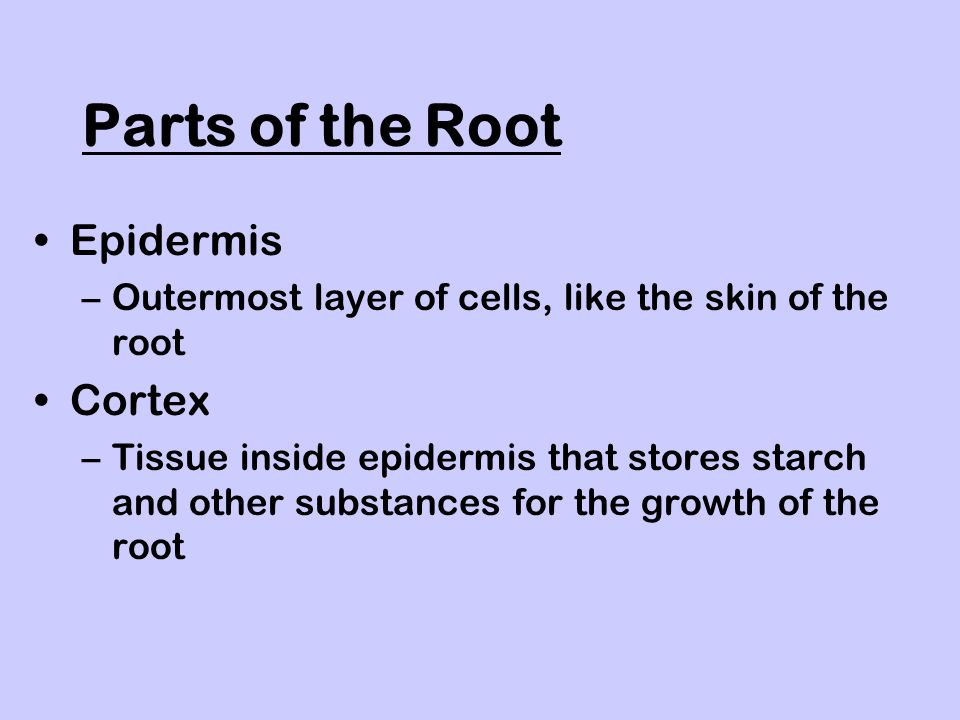 Parts of the Root Epidermis Cortex