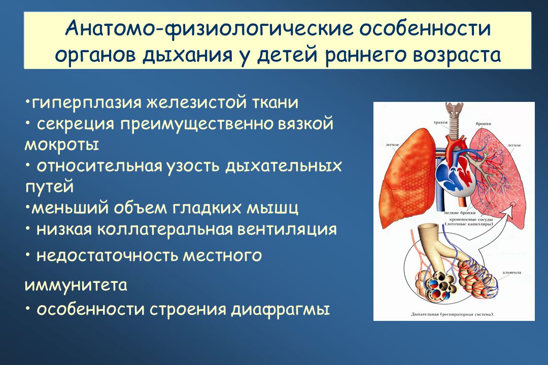 Физиологические изменения в легких. Анатомо-физиологическая характеристика дыхательной системы. Афо органов дыхания у детей. Анатомо-физиологические особенности органов дыхания. Анатомические особенности дыхательной системы.