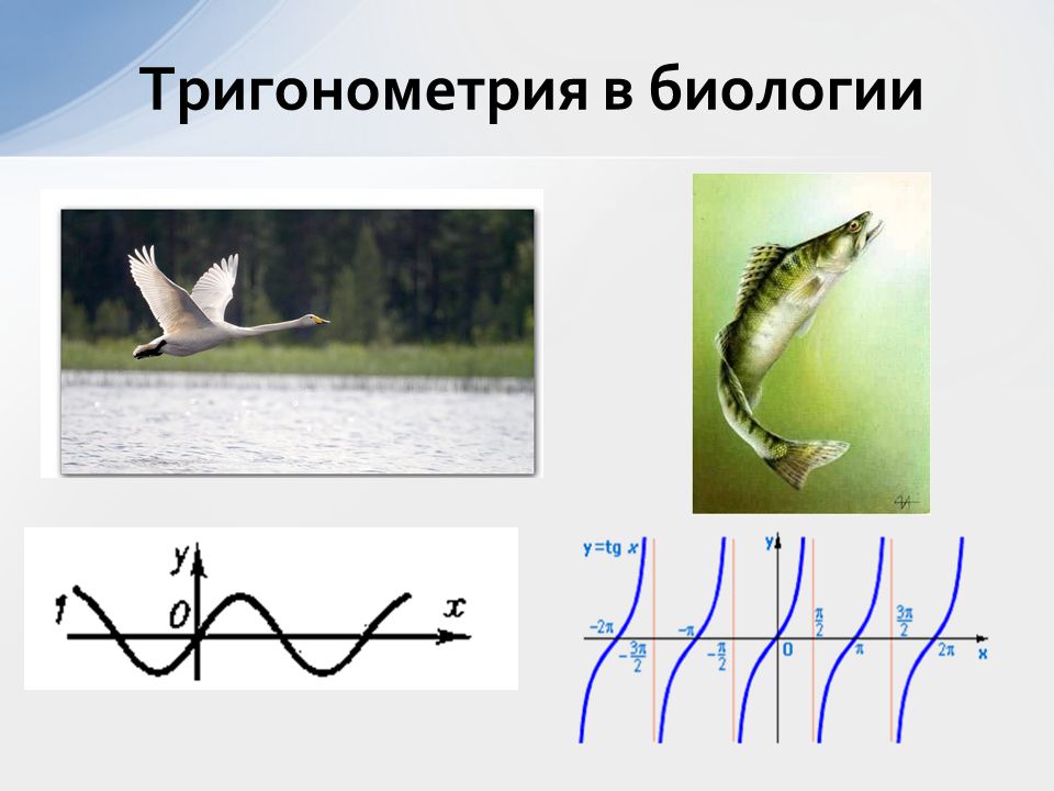 Презентация применение тригонометрических функций