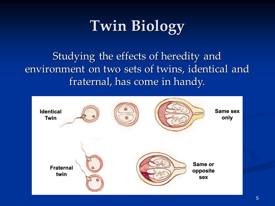 Twin Biology Studying the effects of heredity and environment on two sets of twins, identical and fraternal, has come in handy.
