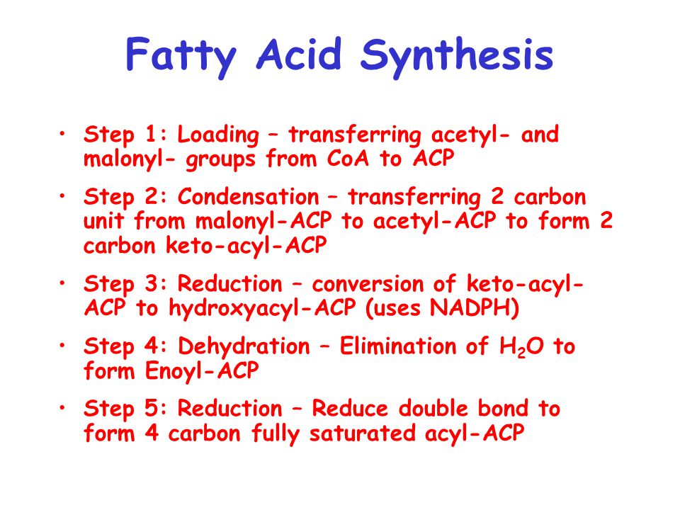 Chapter 16 Part 3 Fatty Acid Synthesis Ppt Video Online Download