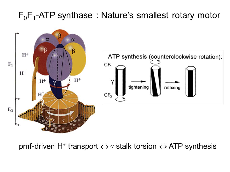 F0F1-ATP synthase : Nature’s smallest rotary motor