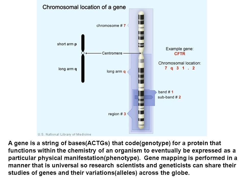 Gene11 ABCC11