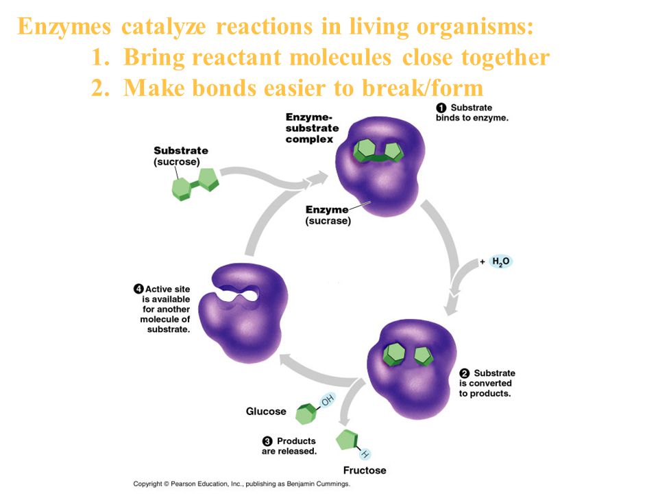 Enzymes catalyze reactions in living organisms:. 1