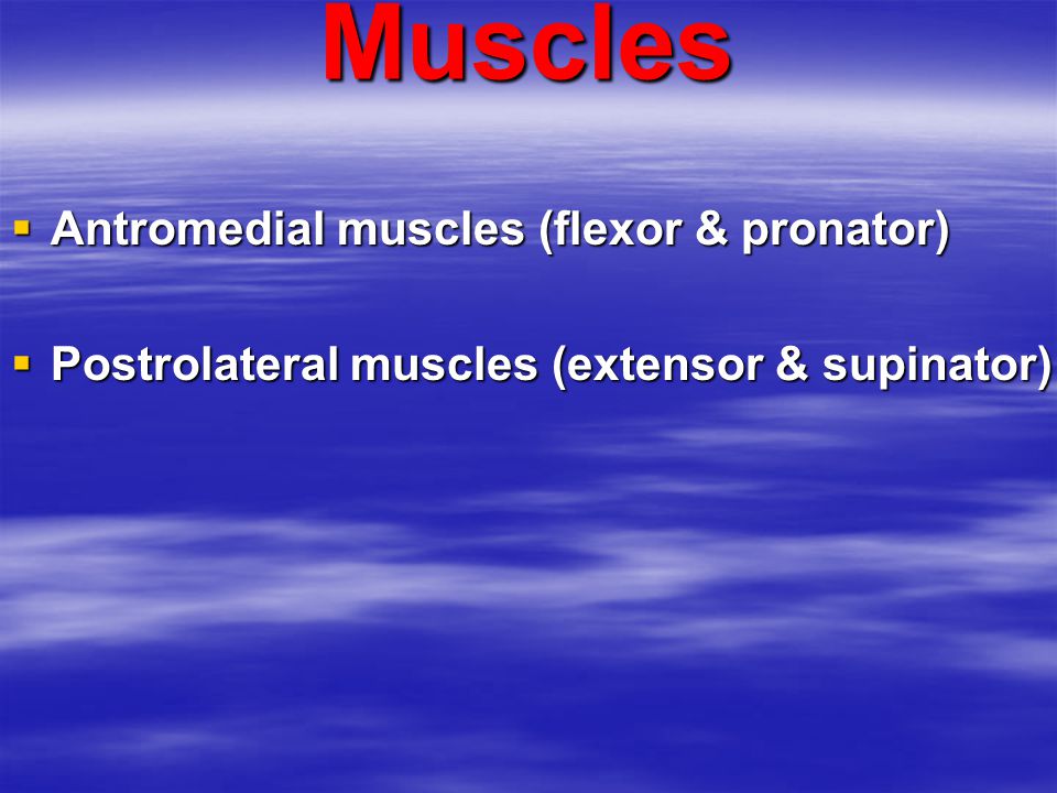 Muscles Antromedial muscles (flexor & pronator)
