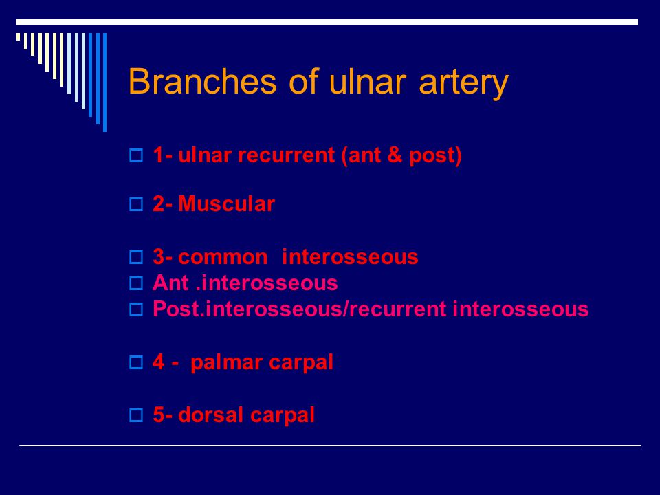 Branches of ulnar artery