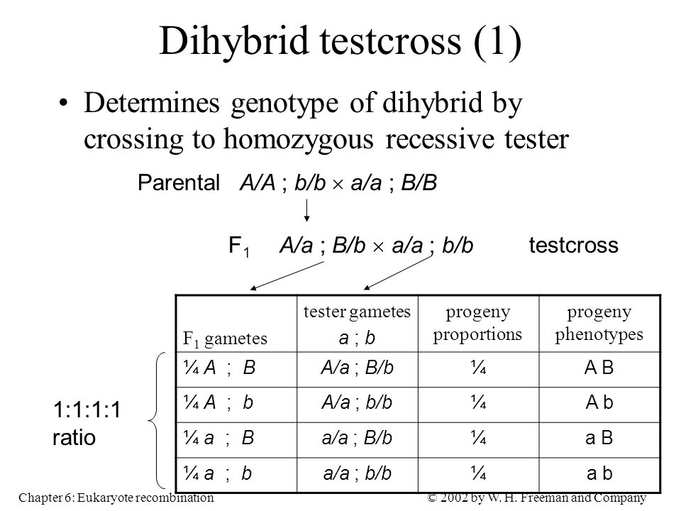 Dihybrid testcross (1) Determines genotype of dihybrid by crossing to homoz...