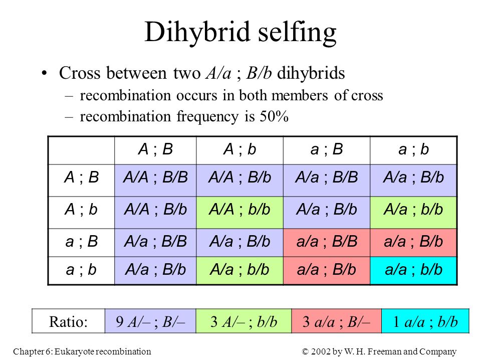 Dihybrid selfing Cross between two A/a ; B/b dihybrids.