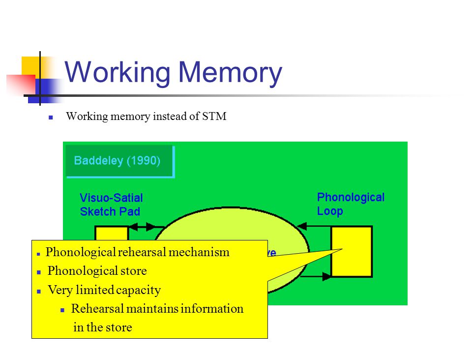 Working Memory Phonological store Very limited capacity