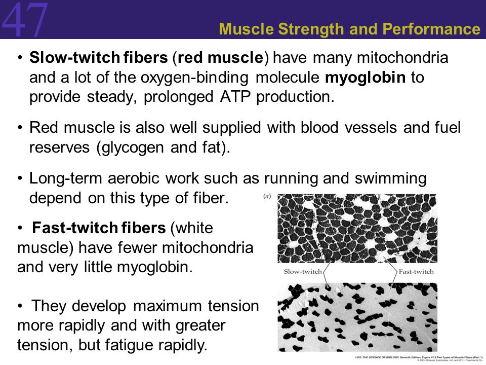 Muscle Strength and Performance