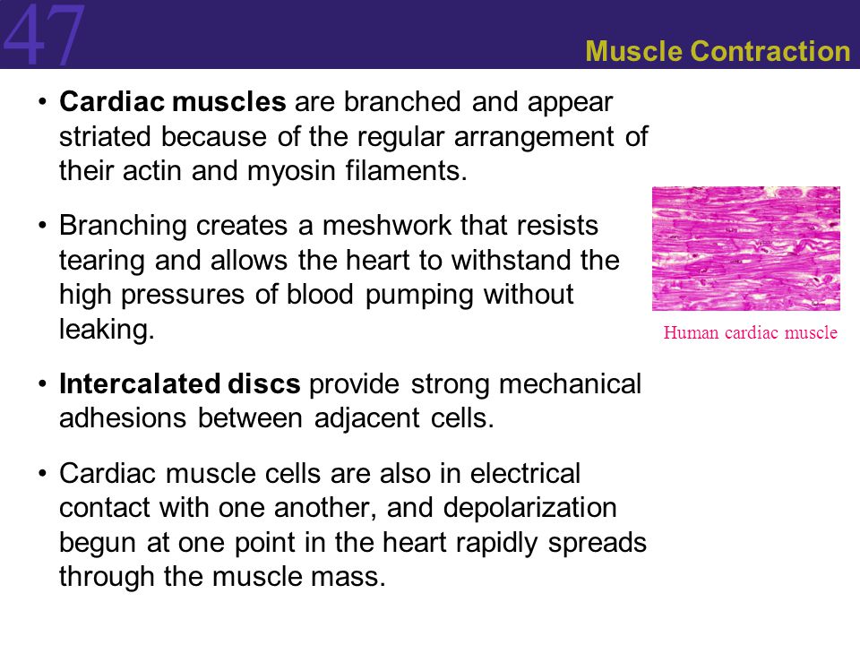 Muscle Contraction Cardiac muscles are branched and appear striated because of the regular arrangement of their actin and myosin filaments.