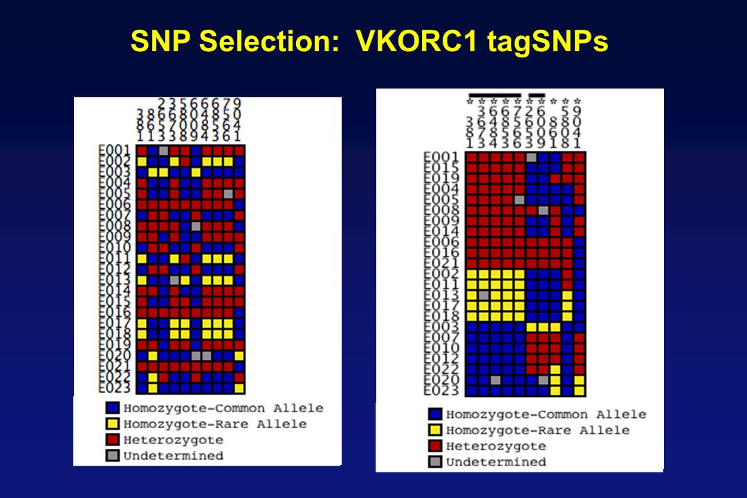 SNP Selection: VKORC1 tagSNPs