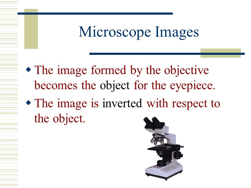 Microscope Images The image formed by the objective becomes the object for the eyepiece.
