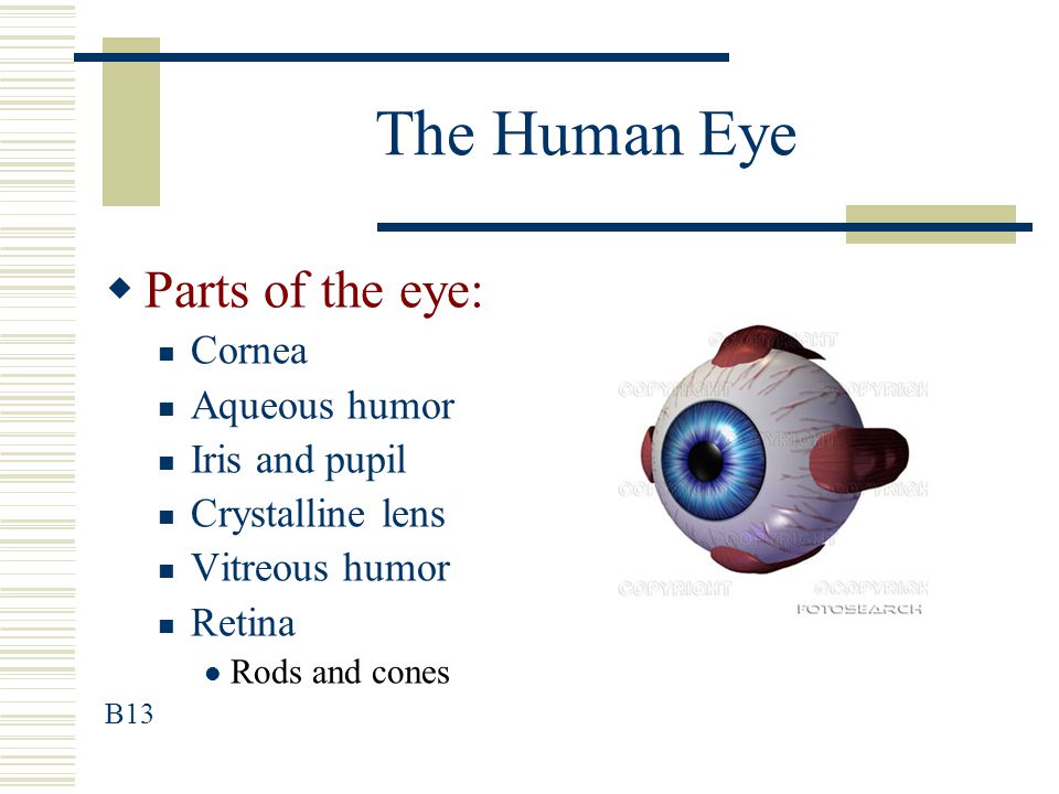 The Human Eye Parts of the eye: Cornea Aqueous humor Iris and pupil