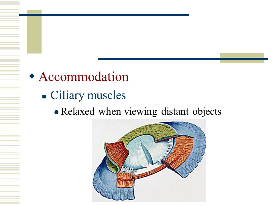 Accommodation Ciliary muscles Relaxed when viewing distant objects