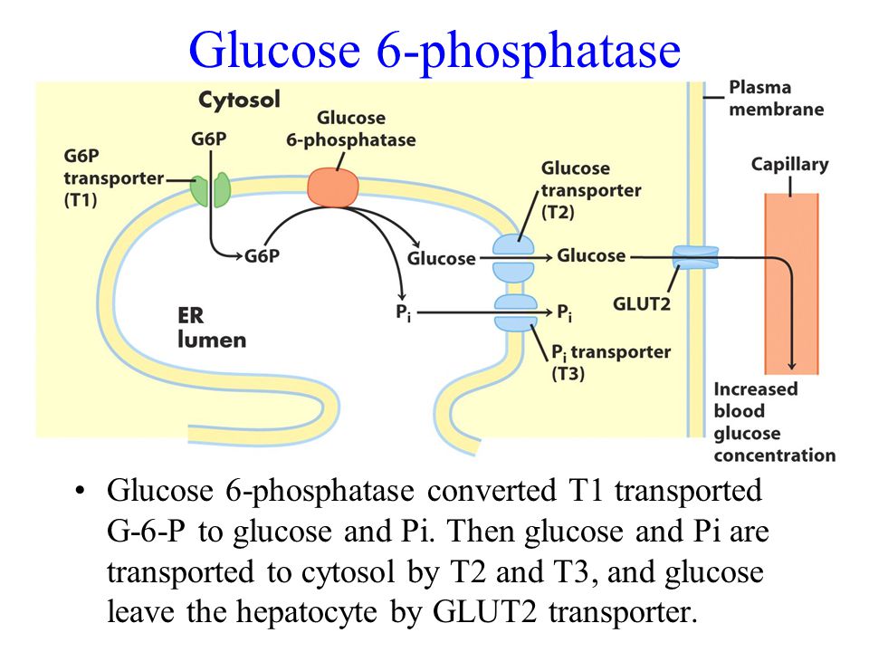 Glucose 6-phosphatase.