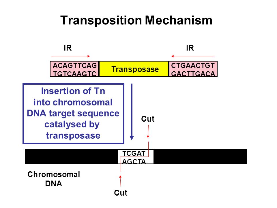 Transposition Mechanism
