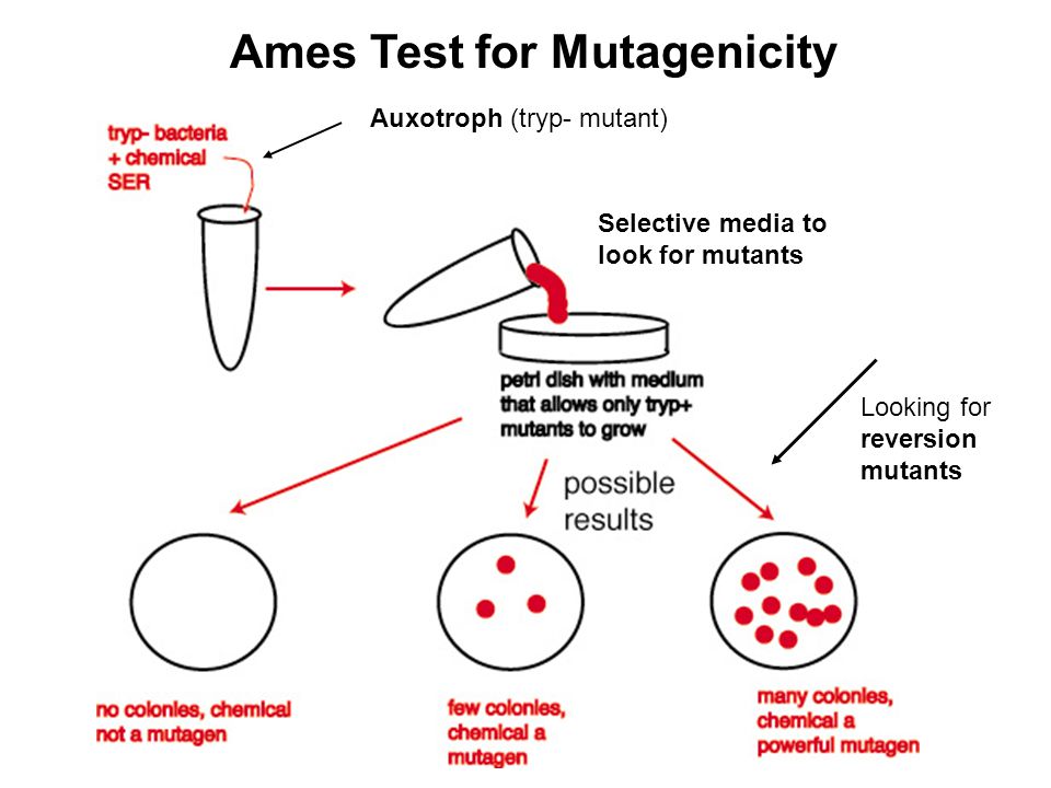 Ames Test for Mutagenicity