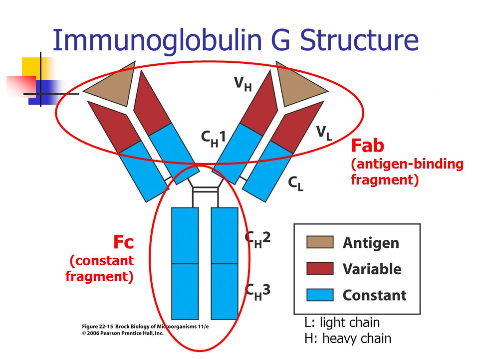 Иммуноглобулин g structure. Структура иммуноглобулина g. Immunoglobulin Heavy Chain Gene Size.