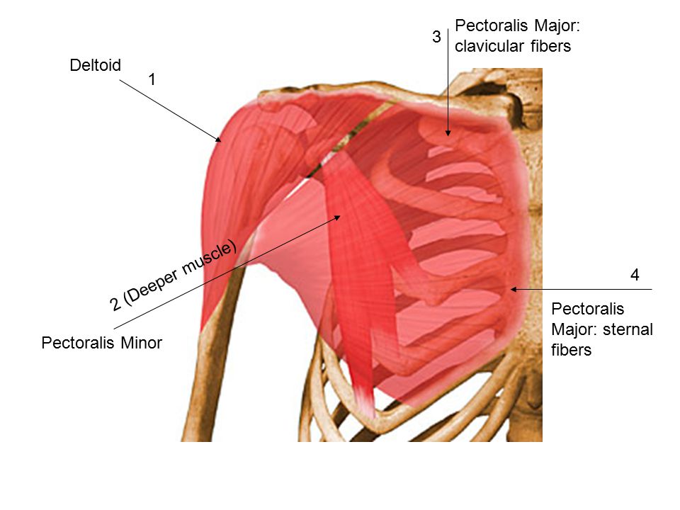 Pectoralis Major: clavicular fibers.