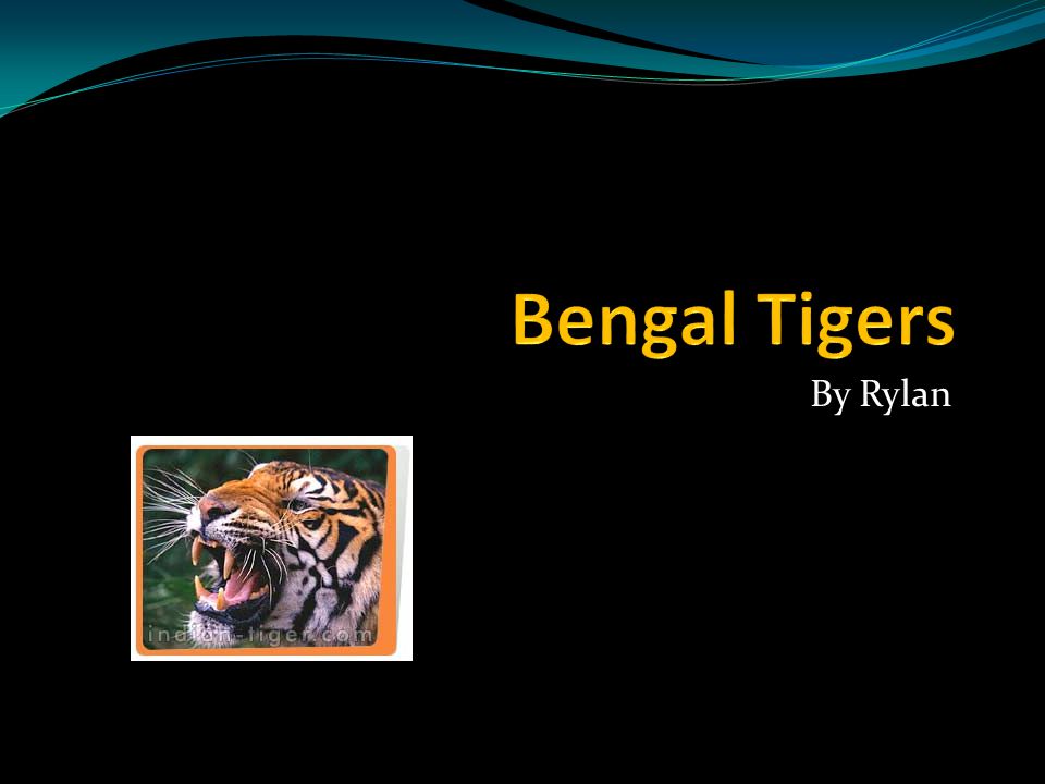 Bengal Tigers By Rylan