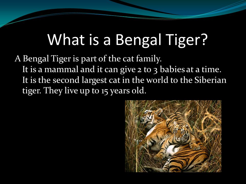 What is a Bengal Tiger