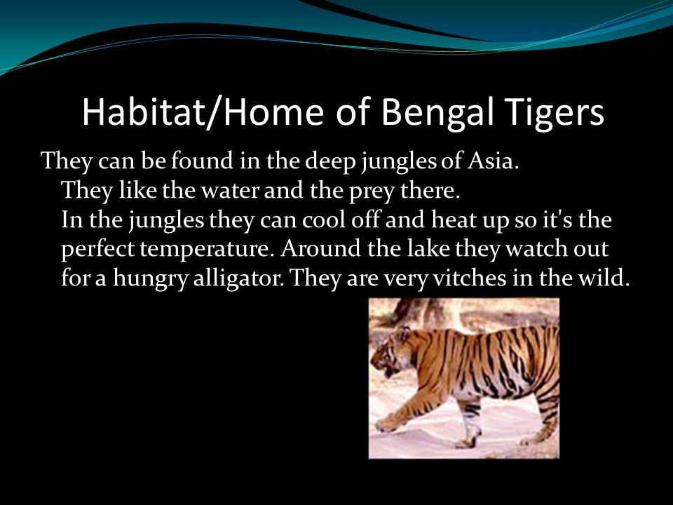 Habitat/Home of Bengal Tigers