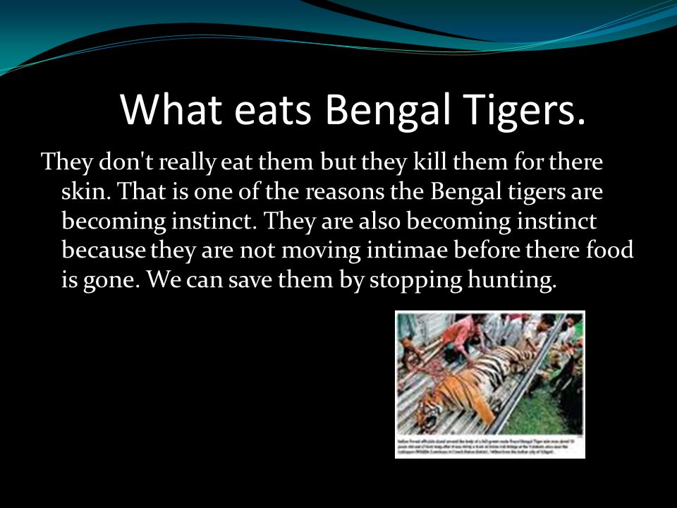 What eats Bengal Tigers.
