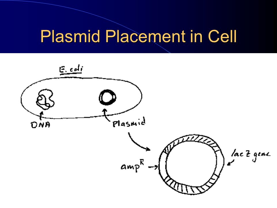 Plasmid Placement in Cell