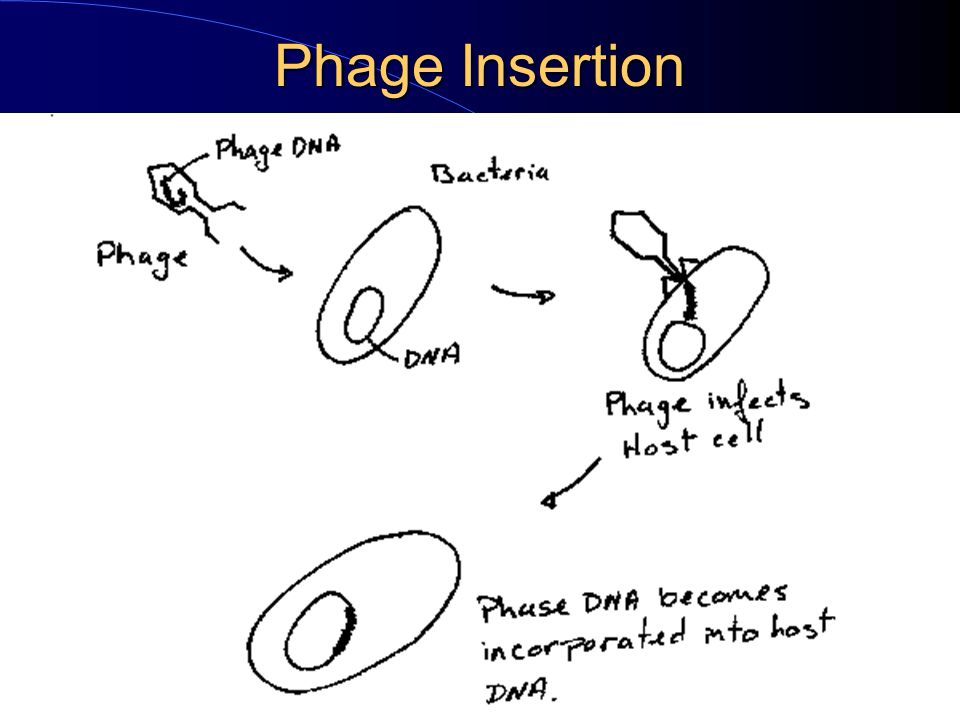 Phage Insertion