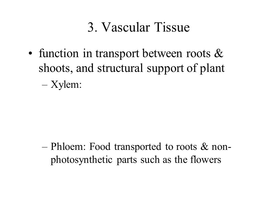 BOT Vascular Tissue. function in transport between roots & shoots, and structural support of plant.