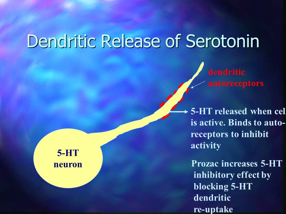 Dendritic Release of Serotonin