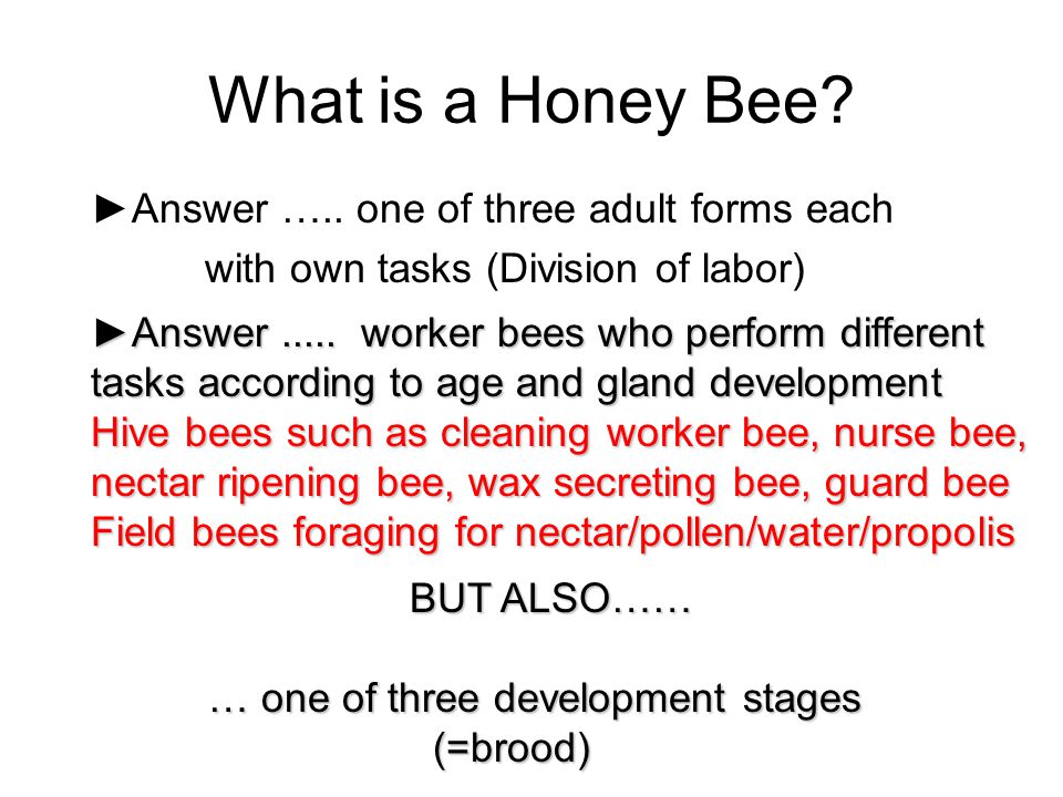 What is a Honey Bee ►Answer ….. one of three adult forms each