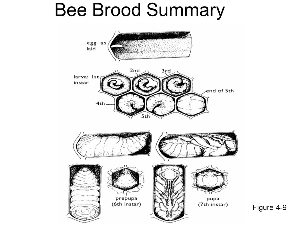 Bee Brood Summary Figure 4-9