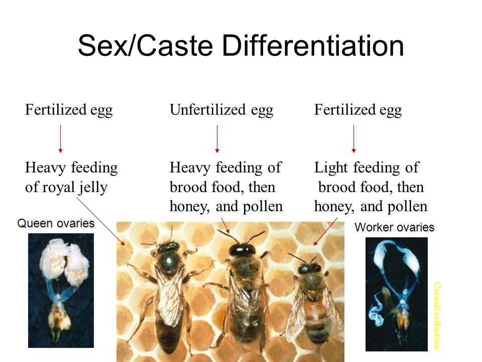 Sex/Caste Differentiation