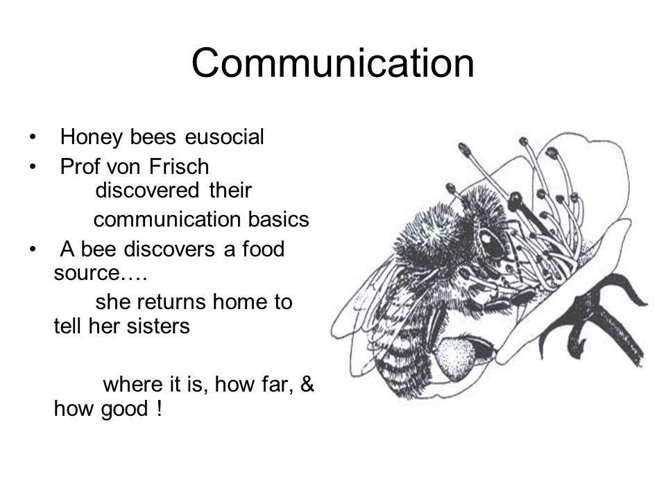 Communication Honey bees eusocial Prof von Frisch discovered their
