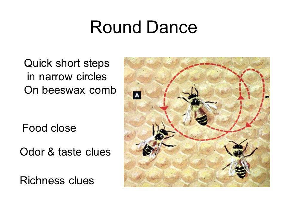 Round Dance Quick short steps in narrow circles On beeswax comb