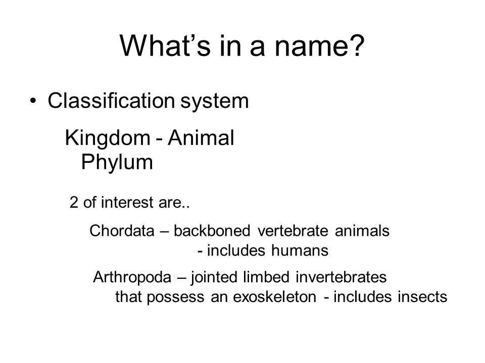 What’s in a name Classification system Kingdom - Animal Phylum