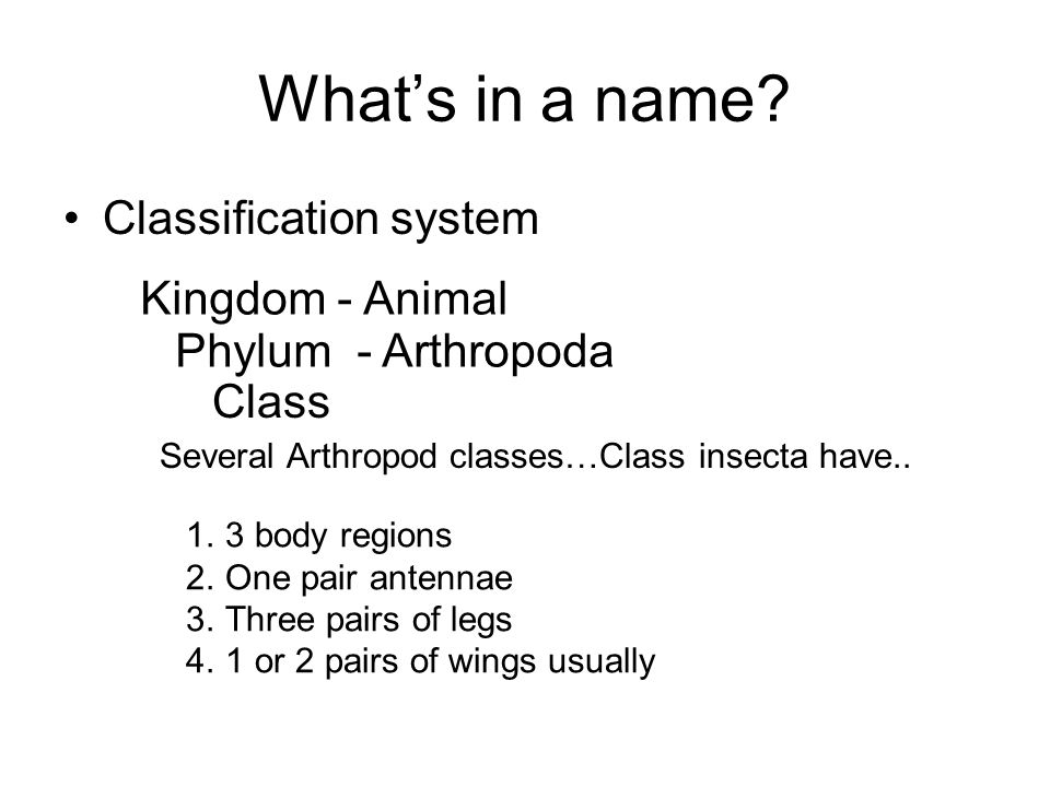 What’s in a name Classification system Kingdom - Animal